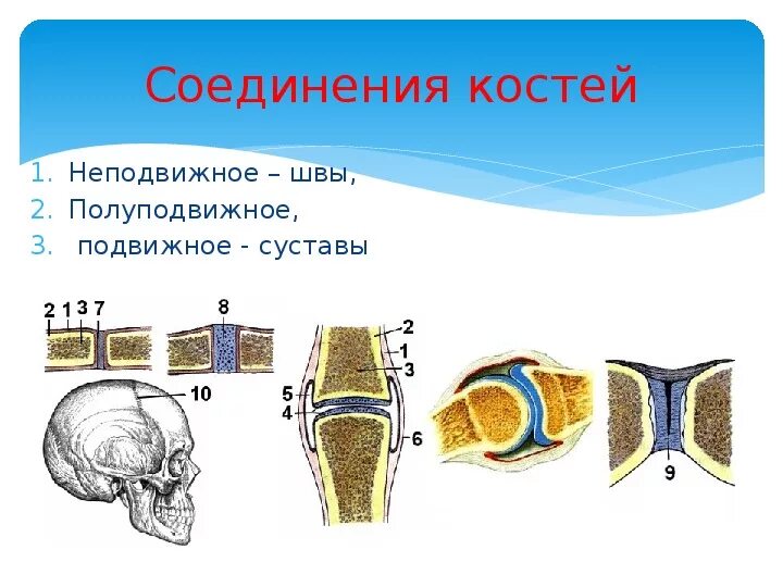 Соединение костей 6. Неподвижные полуподвижные и подвижные соединения костей. Типы соединения костей. Подвижное соединение костей. Неподвижное соединение костей.