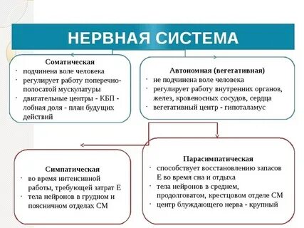 Соматическая система регулирует работу