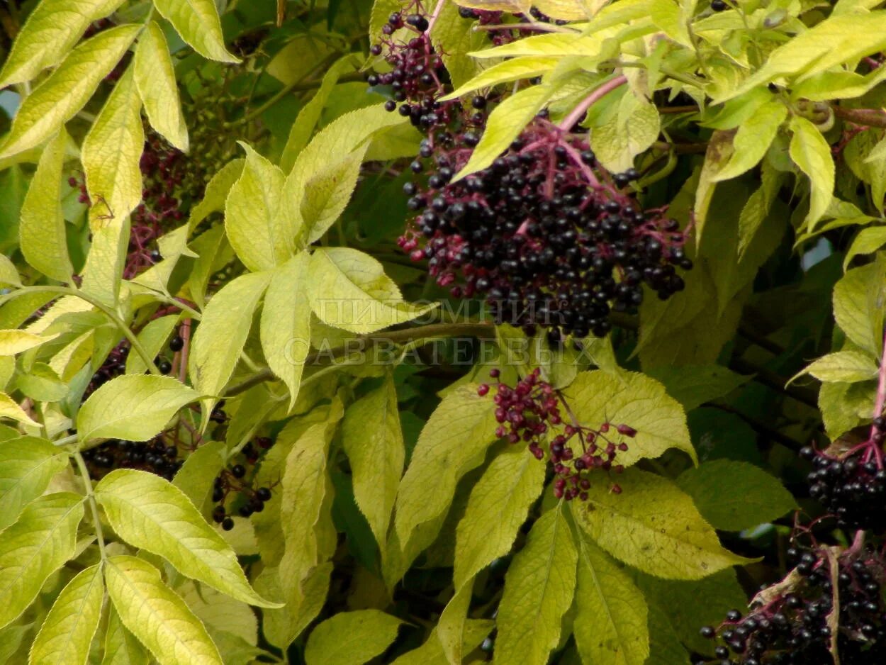 Бузина ягода съедобная. Бузина турецкая. Бузина sambucus. Травянистая бузина (sambucus ebulus). Sambucus elderberry.