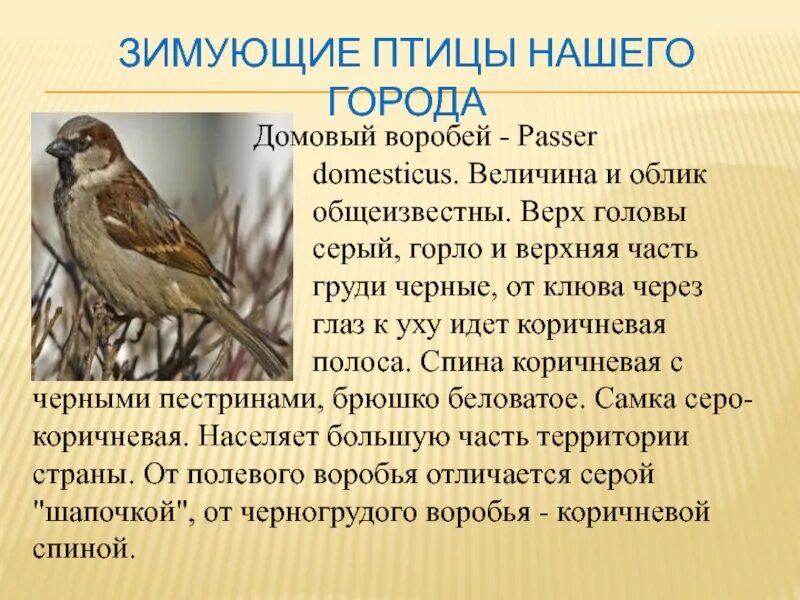Сообщение про воробьев. Сообщение о птицах. рассказ о зимующих птицах. информация о воробье. зимующие птицы в городе.