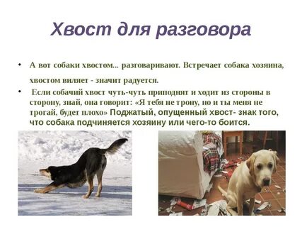 Шавка значение