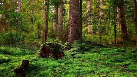 Полянка какой корень