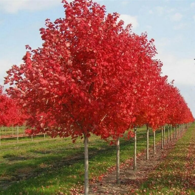 Дерево с красными листьями название. Acer rubrum (клен красный) 'Red Sunset'. Клен красный Acer rubrum. Клен рубрум ред Сансет. Acer freemanii autumn Blaze.