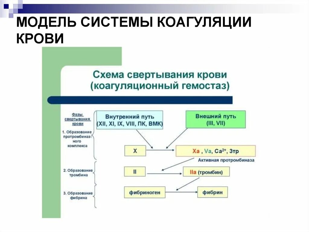 Система коагуляции. Коагуляционный гемостаз схема. Процесс коагуляции. Модель коагуляции.