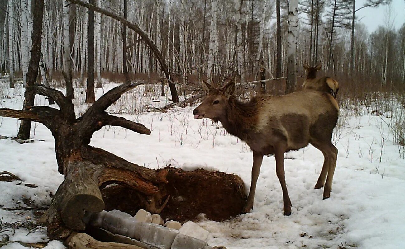 кормушки для диких животных зимой. лось зимой. кормушка для лосей. подкармливание животных. кормушка для косули зимой.