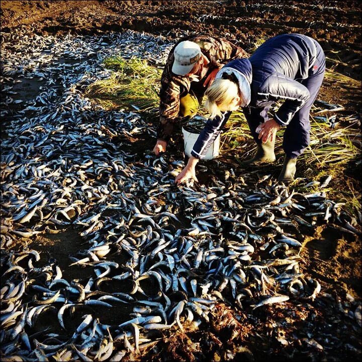 Рыба массового поражения. Массовый гибель сардин. Dead Fish Санкт Петербург. Динамо Фиш на Сахалине. Dead Fish бар 2003.