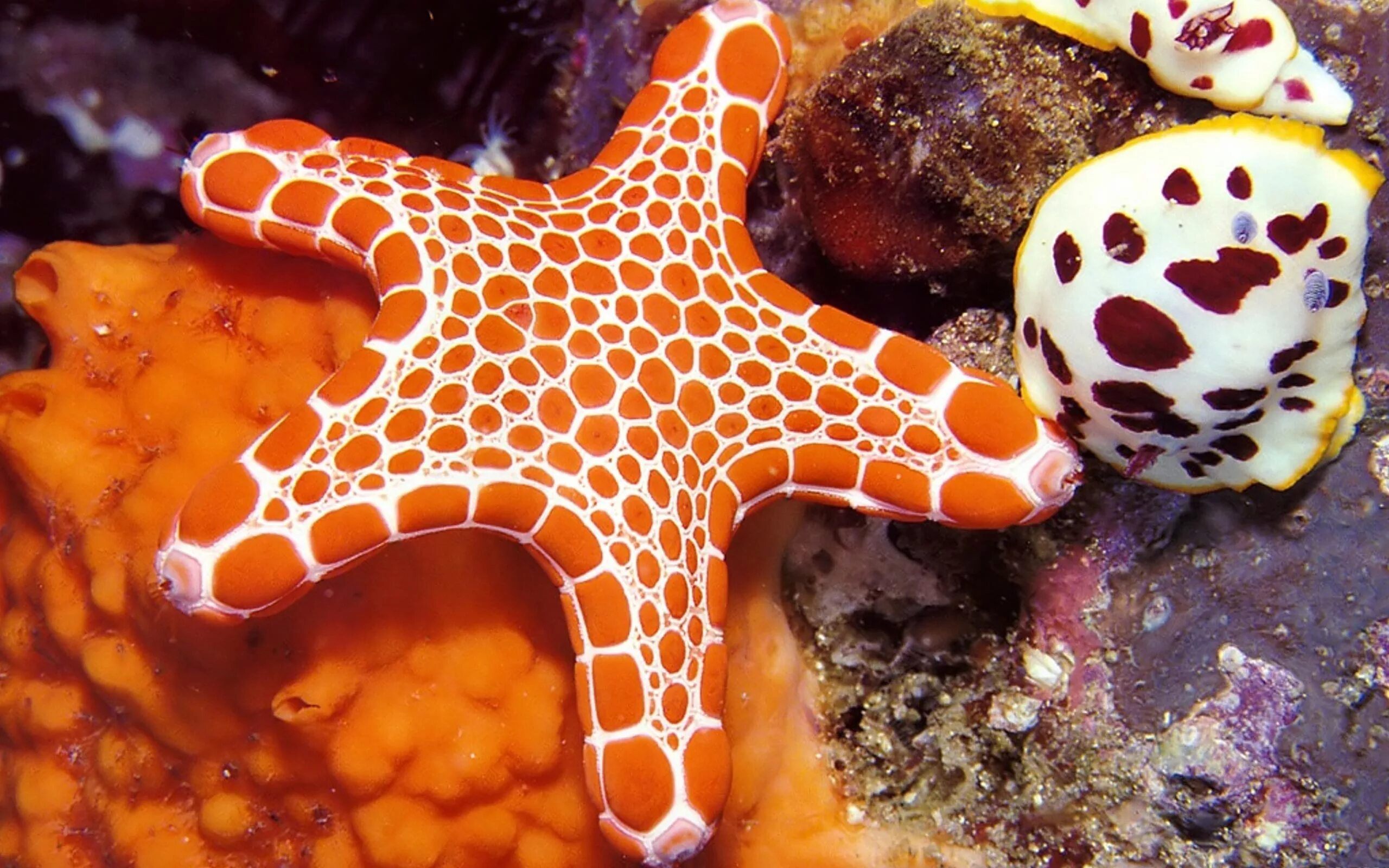 Морская звезда Lunckia Columbiae. Морские маргаритки иглокожие. Подводные обитатели. Необычные морские обитатели.