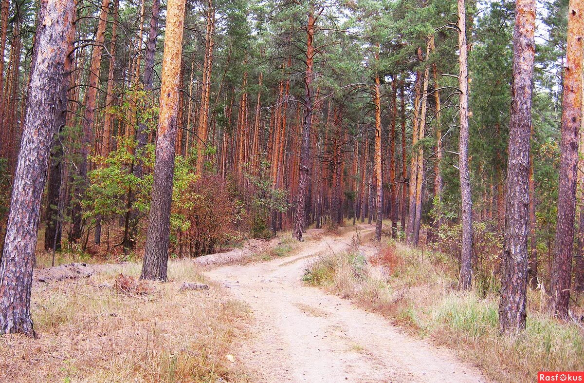 шишкин иван иванович утро в сосновом лесу. утро в сосновом лесу. утро в сосновом лесу. обои сосновый бор в интерьере. утро в сосновом лесу.