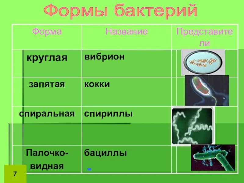 Бактерии изогнутой формы носят название. Формы бактерий. Формы бактерий и их названия. Бактерии в форме запятой. Формы бактерий 5 класс биология.