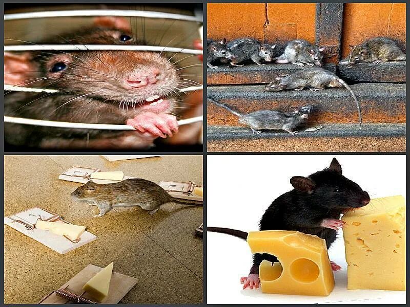 Мыши и тараканы. Крысы тараканы. Комар и мышь. Крыска с камерой. Декоративная крыса на плече.