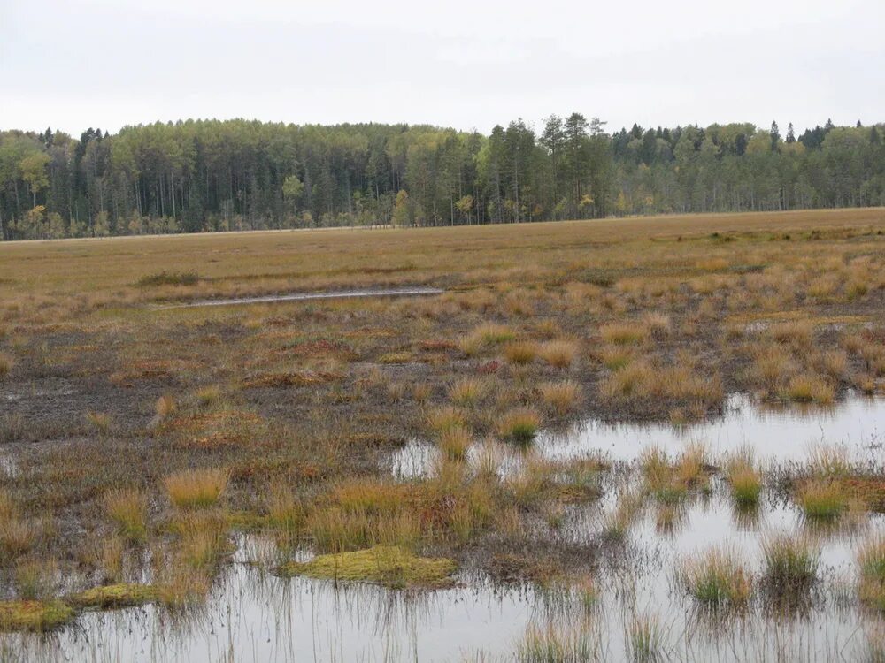 Осушение почвы. Песчаная ловушка (зыбучие пески) 1998. Шумновское болото. Моховое болото саратовская область. Болото песчаное.