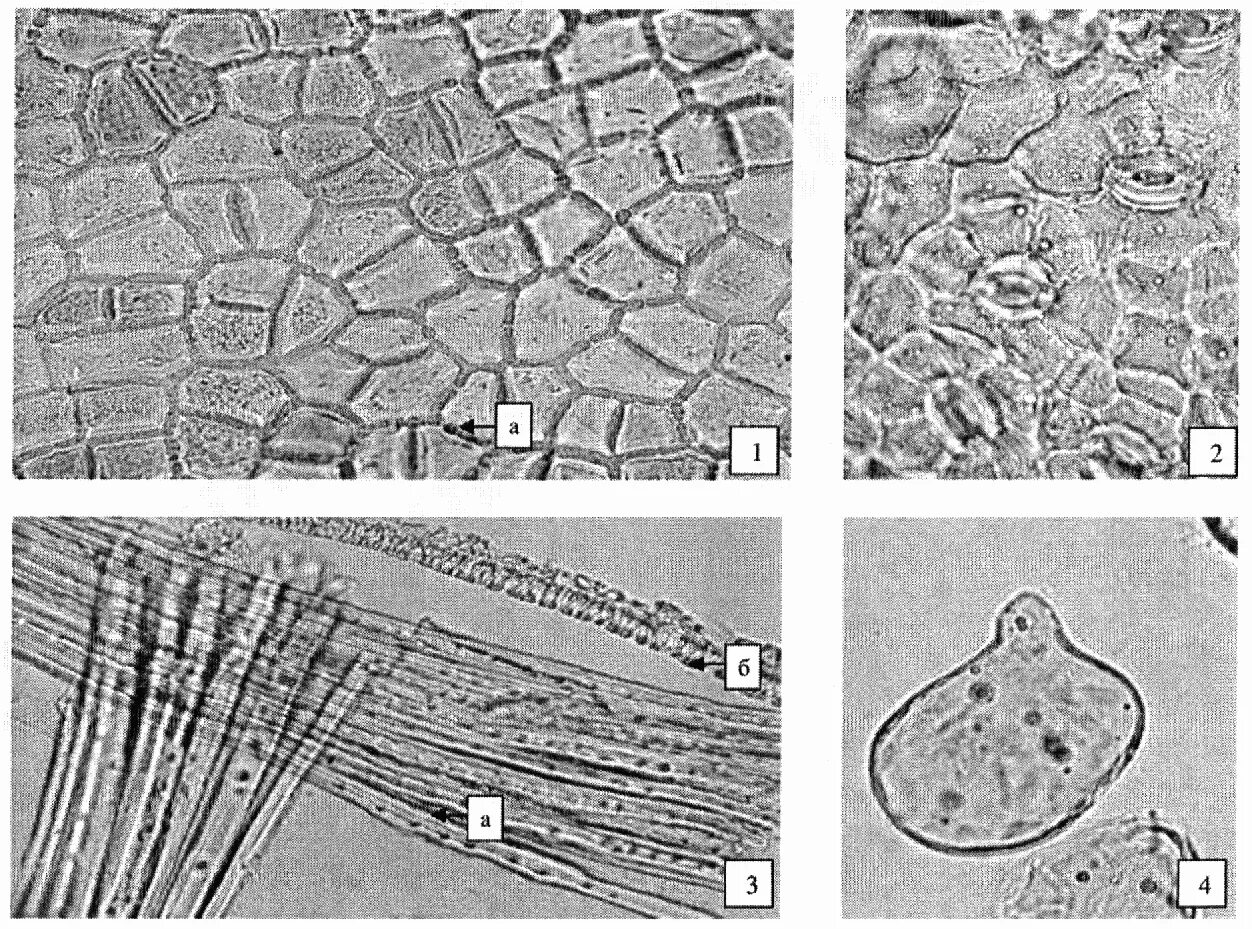 Микроскопия плодов. Фенхель обыкновенный микроскопия. Микроскопия черники обыкновенной плоды. Облепиха крушиновидная микроскопия. Микроскопия плодов.