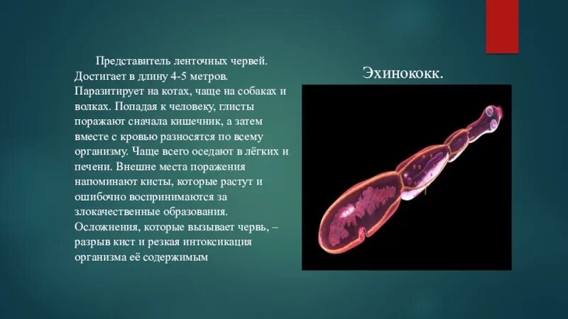 Представители ленточных. Представители ленточных червей. длина ленточного червя у человека. ленточные черви поражают. актуальность паразитических червей.
