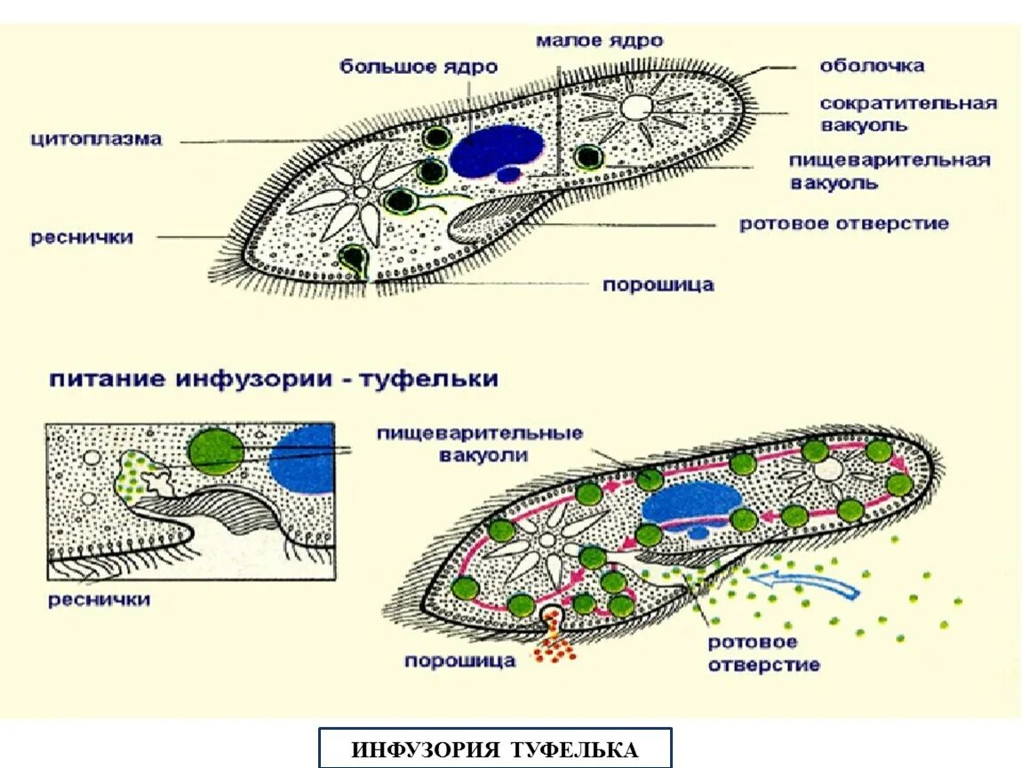 Клеточная оболочка инфузории туфельки. Инфузория туфелька строение. Биология 5 класс инфузория туфелька строение. Строение строение инфузории туфельки. Инфузория туфелька структура