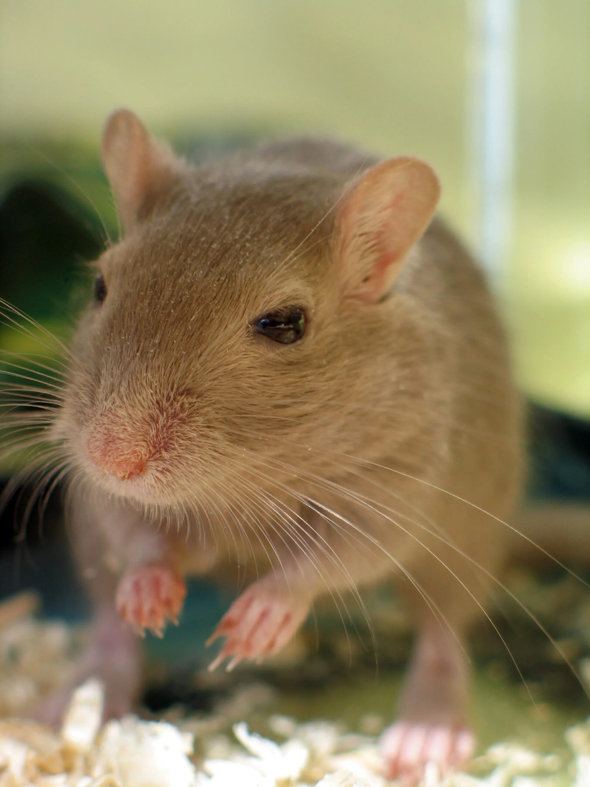 Mouse hair. Mouse hair. Прическа микки маус для девочки. Мышь в волосах. Mouse hair.