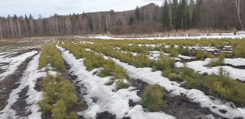 Красноярское лесничество красноярский край сайт