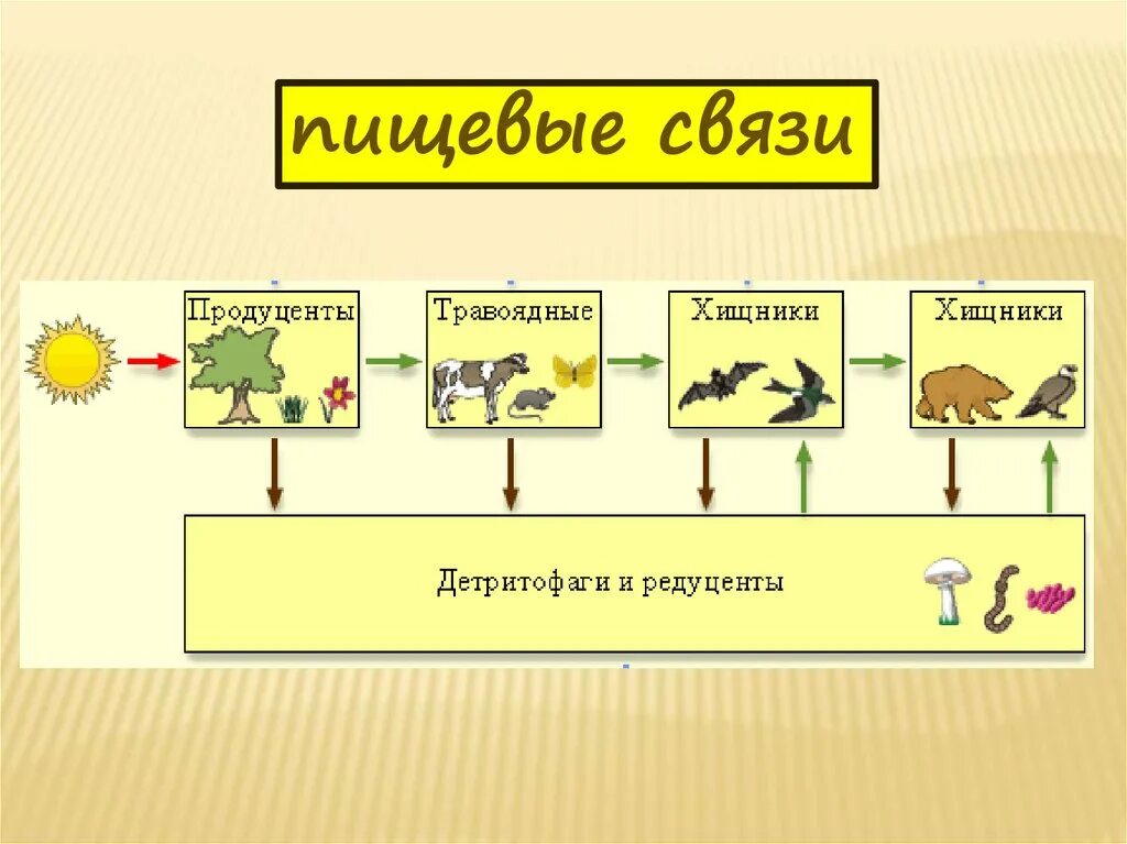 Детритные цепи питания трофические уровни. Пастбищная и детритная цепь питания. Пастбищная трофическая цепь. Схему уровней трофической пищевой цепи..