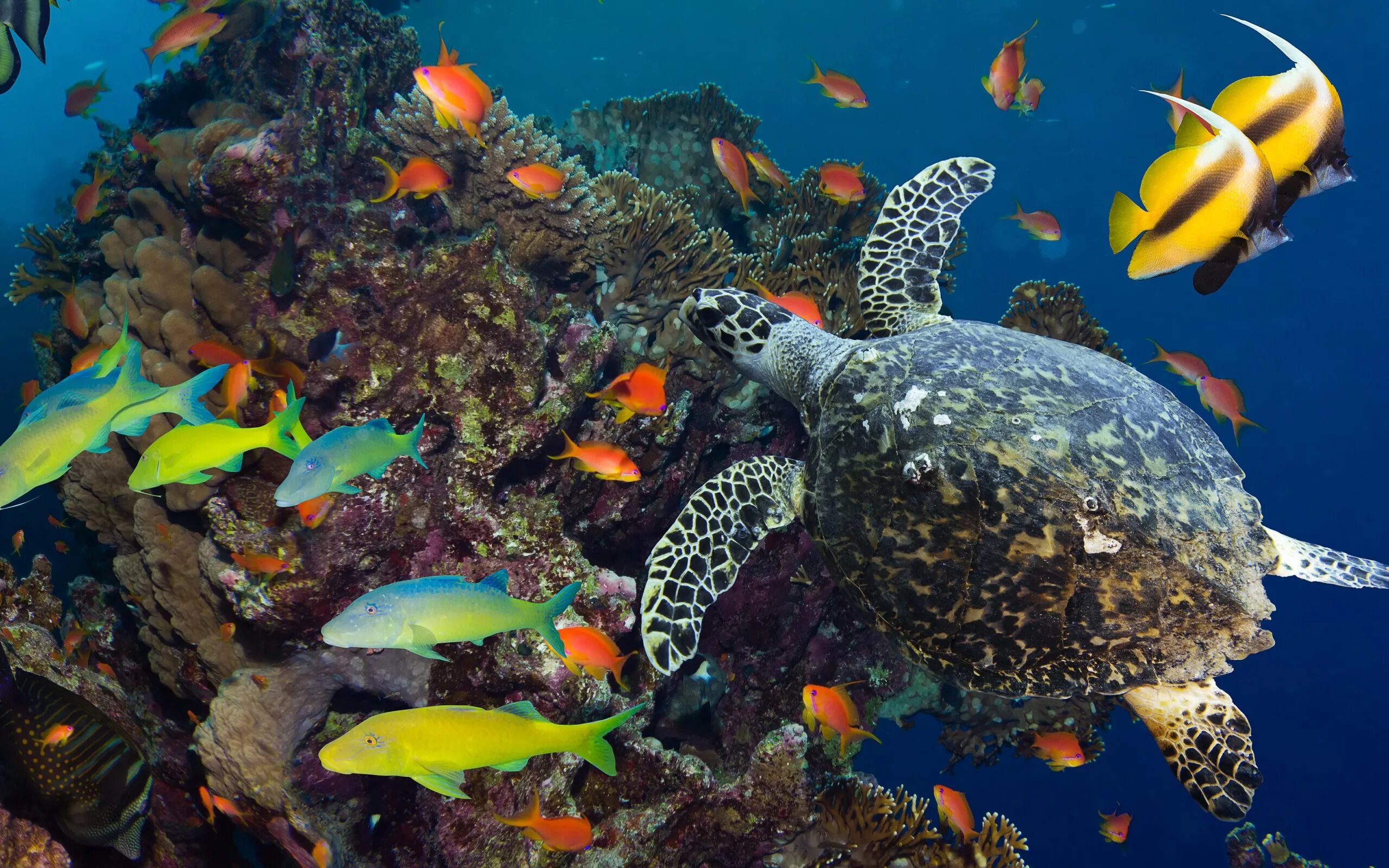 Животные кораллового рифа. Черепаший риф Мальдивы. Морские черепахи барьерного рифа. Морская черепаха в океанариуме. Большой Барьерный риф рыбы.