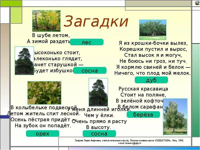 Впр хорошо весной кругом все зелено каждая. Загадки про деревья. Загадки про лес для детей. Загадки про лес и деревья. Загадки про лес с ответами.