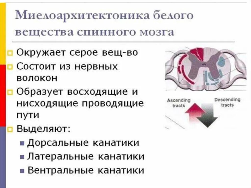 Миелоархитектонику белого вещества спинного мозга.. Тканевой состав белого вещества спинного мозга. Строение серого и белого вещества спинного мозга. Белое вещество спинного.