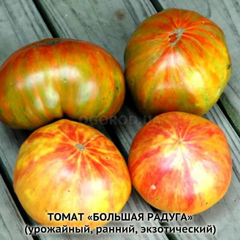 Радуга томатов. Томат copia. green copia томат. томат большая радуга. томат большой полосатый вождь.