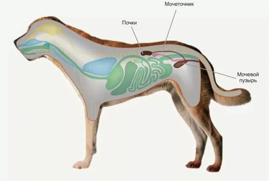 Выделительная система млекопитающих собака. Выделительная система.собаки анатомия. Выделительная система собаки схема. Мочевой пузырь собаки анатомия.