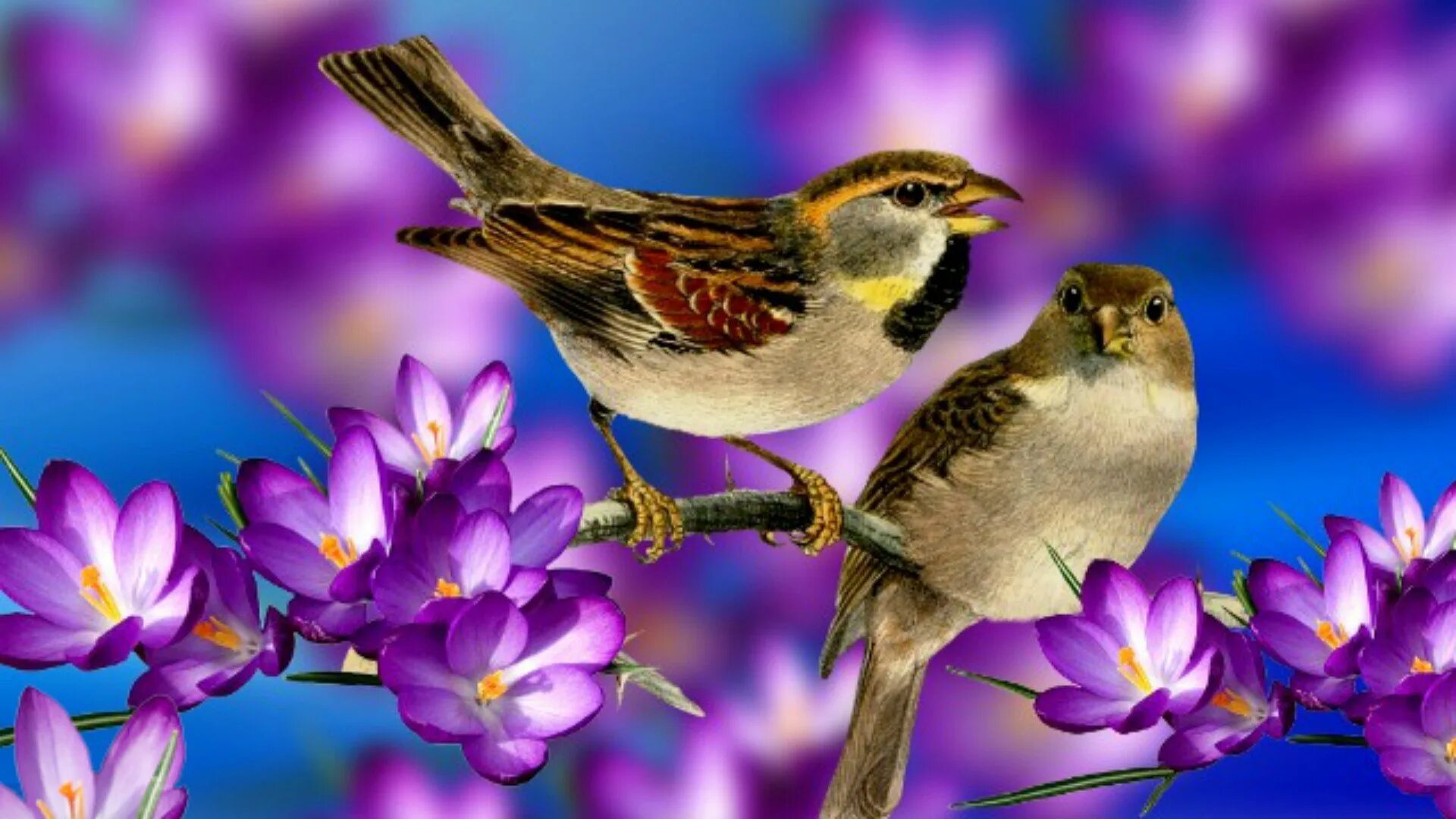 Живые весенние обои на телефон. Весенние птички. Птицы весной. Цветы и птицы. Весенние цветы с птичкой.