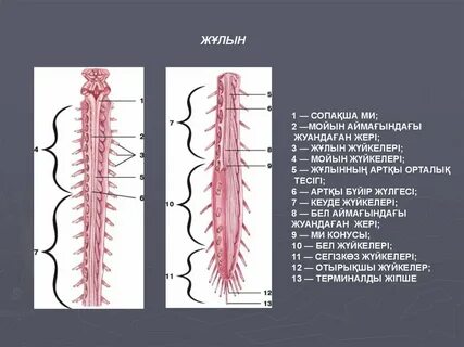 Ресейлік және украиндық атақты адамдардың суреттері