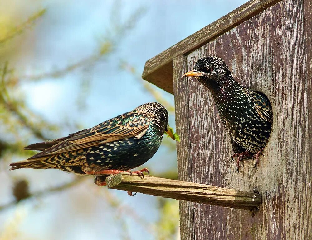 два скворца. два скворца. скворцы прилетели. скворец самка. скворец на березе.