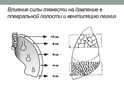 Представлена системой полостей