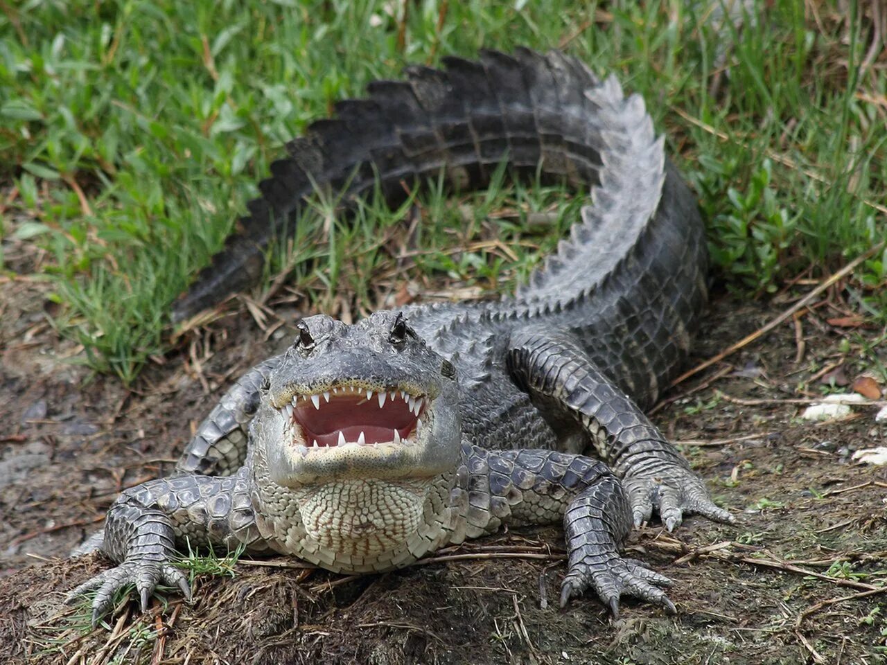 Крокодил vs аллигатор. Маленький крокодил. Африканский гребнистый крокодил. Крокодил какой выбрать. Гребнистый крокодил зеленый.