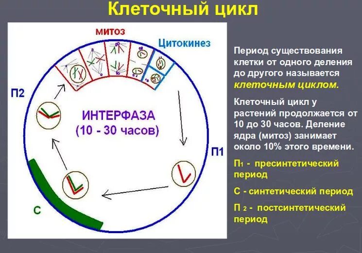Схема жизненного цикла клетки. Периоды клеточного цикла интерфаза. жизненный цикл клетки интерфаза. клеточный цикл период существования клетки. длительность фаз клеточного цикла.
