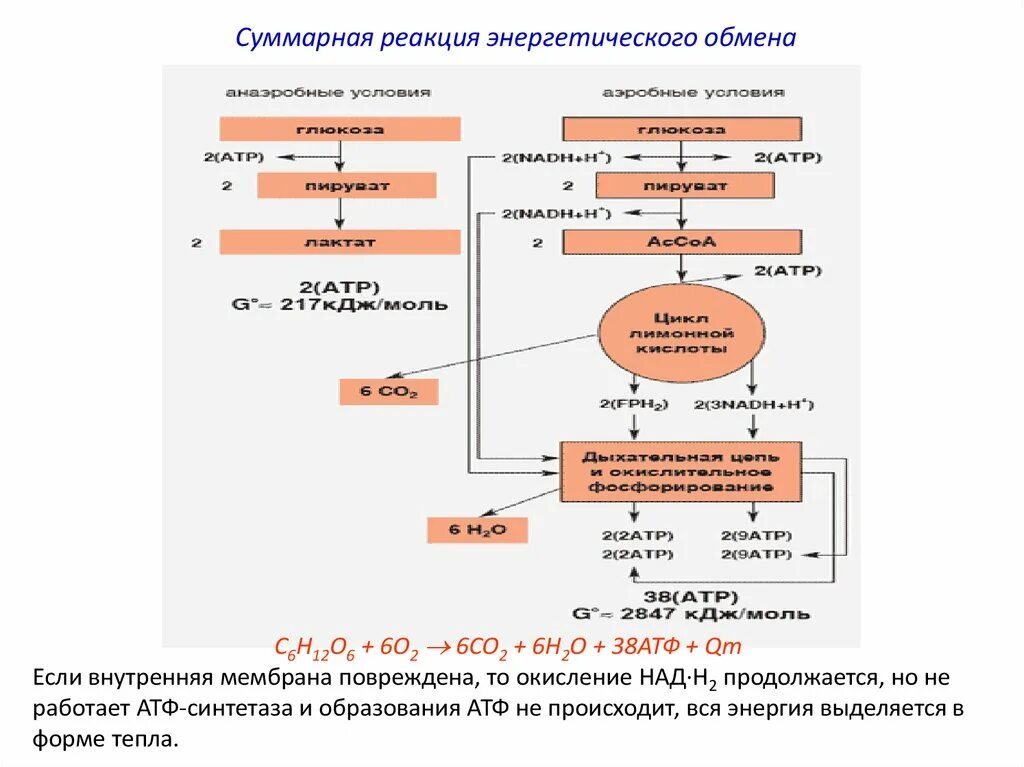 Трансляция атф. Этапы энергетического обмена схема. Гликолиз энергетического обмена схема. Этапы энергия обмена веществ схема. 3 Этап энергетического обмена схема.