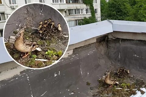 Птенец на крыше