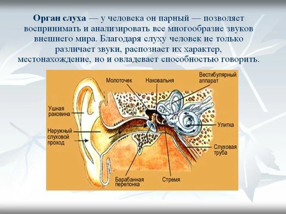 Орган слуха человека. Строение органа слуха. Уши орган слуха. Строение органа слуха человека. Изучение строения органа слуха на муляже