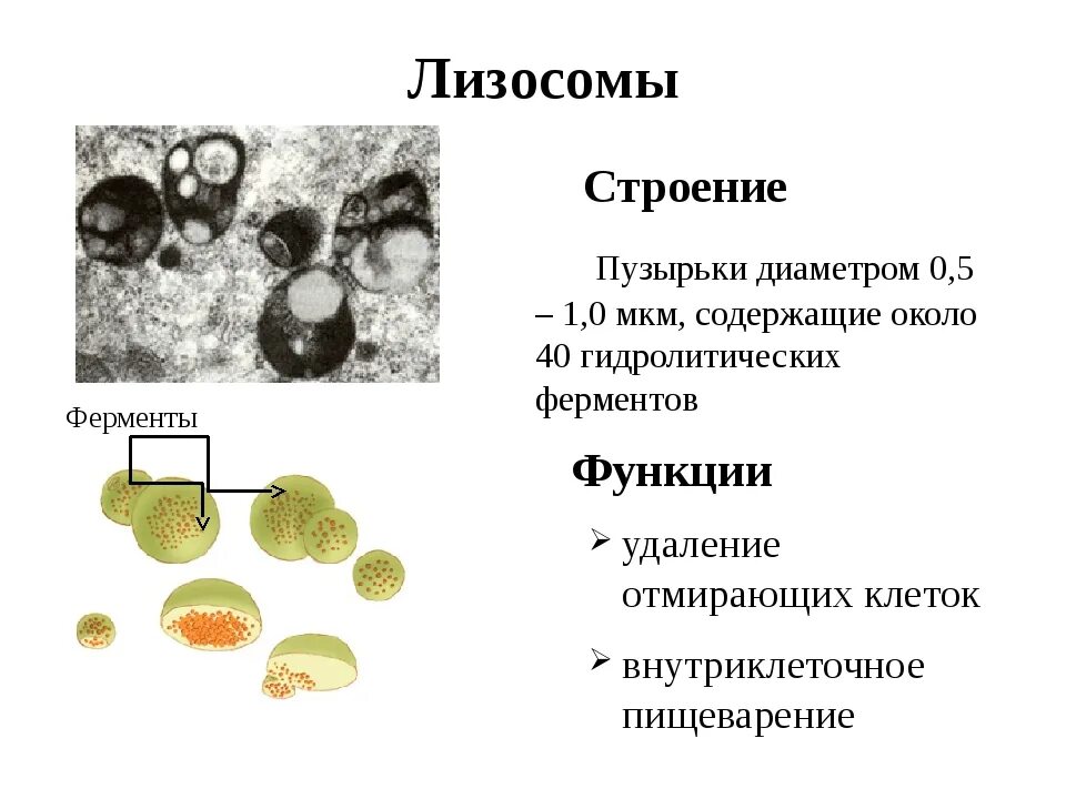 Лизосома функции органоида. Лизосомы строение и функции. Лизосомы строение структура и функции. Особенности строения лизосомы. Роль лизосом