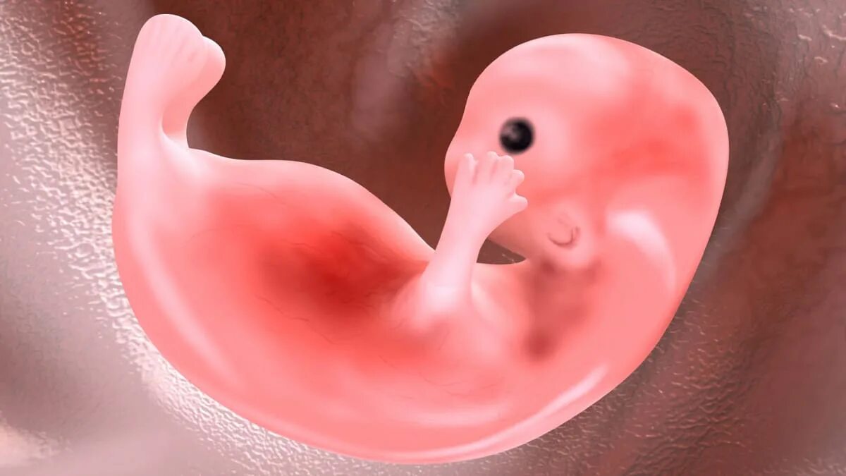 Жаберные щели у плода человека. Жабры и хвост у эмбриона человека. Жабры у эмбриона. Перепонок у эмбриона человека. Зародыш человека с жабрами.