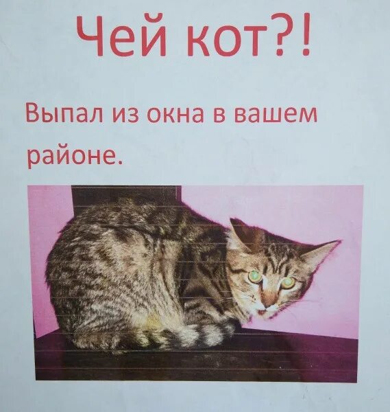 Чей кот. Чей кот картинка. Чей я котик. Чей котик объявление. Чей кот гали иры тани