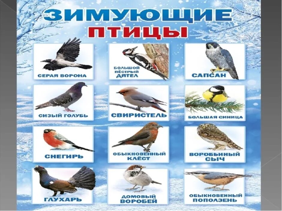 Зимующими называют птиц которые. Зимующие птицы якутии. зимующие птицы названия. зимующие птицы с названиями для детей.