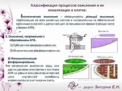 В организмах происходят окислительные процессы