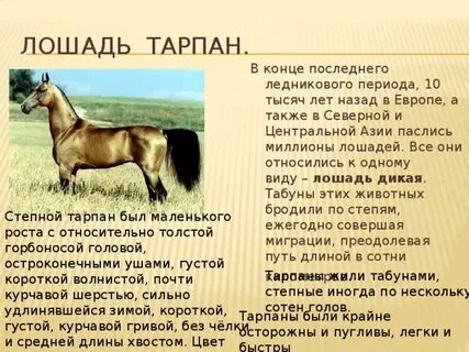 Аптека тарпан