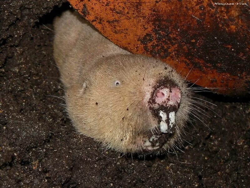 существа живущие под землей