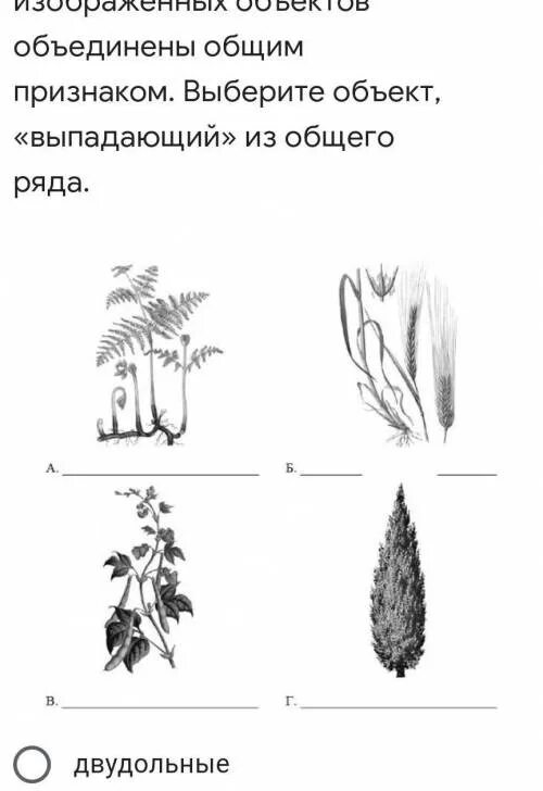 Выбери из изображенных растений однодольные. Однодольные хвойные. хвойные однодольные двудольные. однодольные объекты живой природы. 3 однодольных растений хвойных.