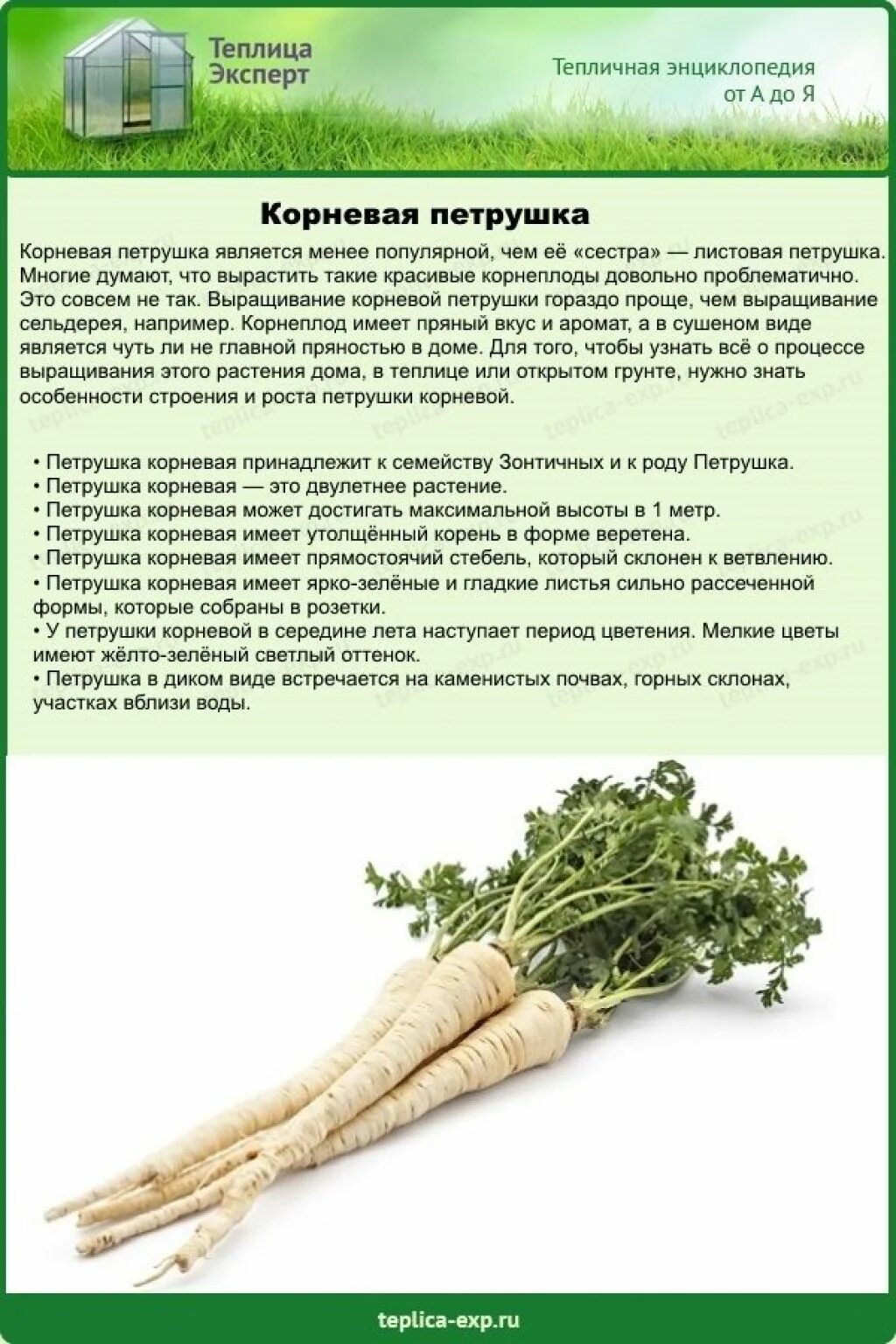 Как использовать корневую петрушку
