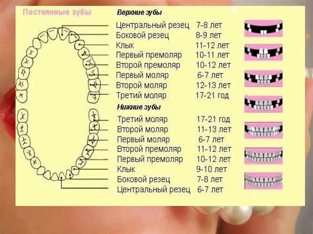 Нижний второй моляр каналы