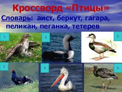Пернатое сканворд 5