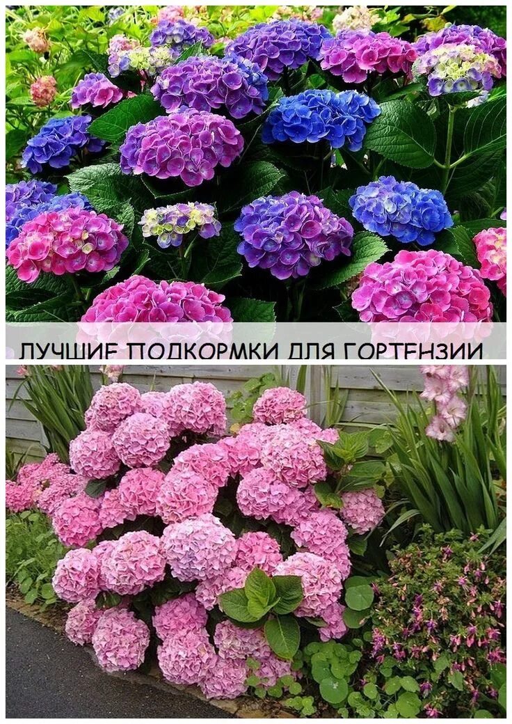 Полить гортензию для цвета. Подкормка гортензии. Почва для гортензии.
