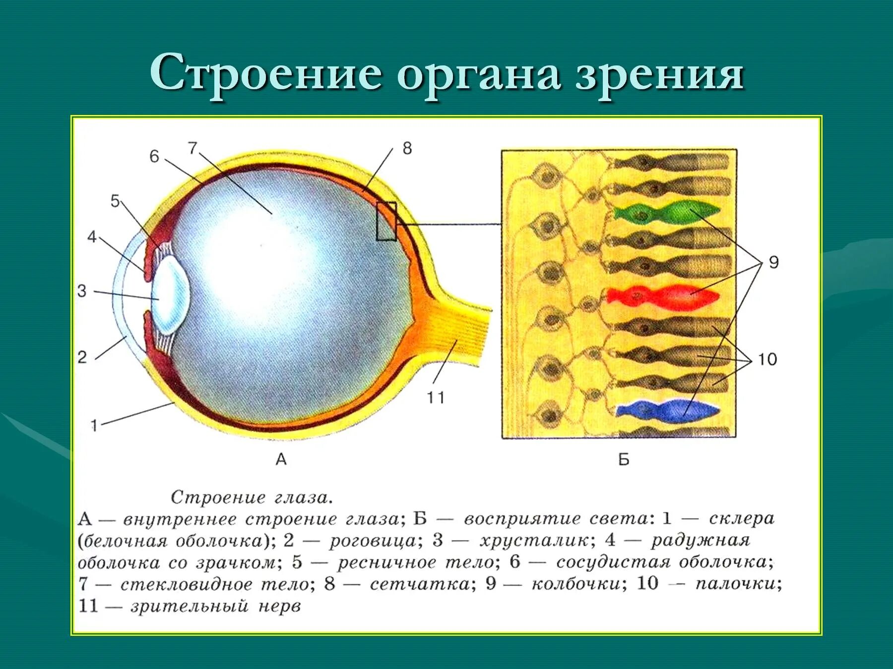 Тест по теме органы зрения. Строение оптического аппарата зрительного анализатора. Зрительный анализатор строение органа зрения. Строение глаза рис 135. Структура глаза биология 8 класс.