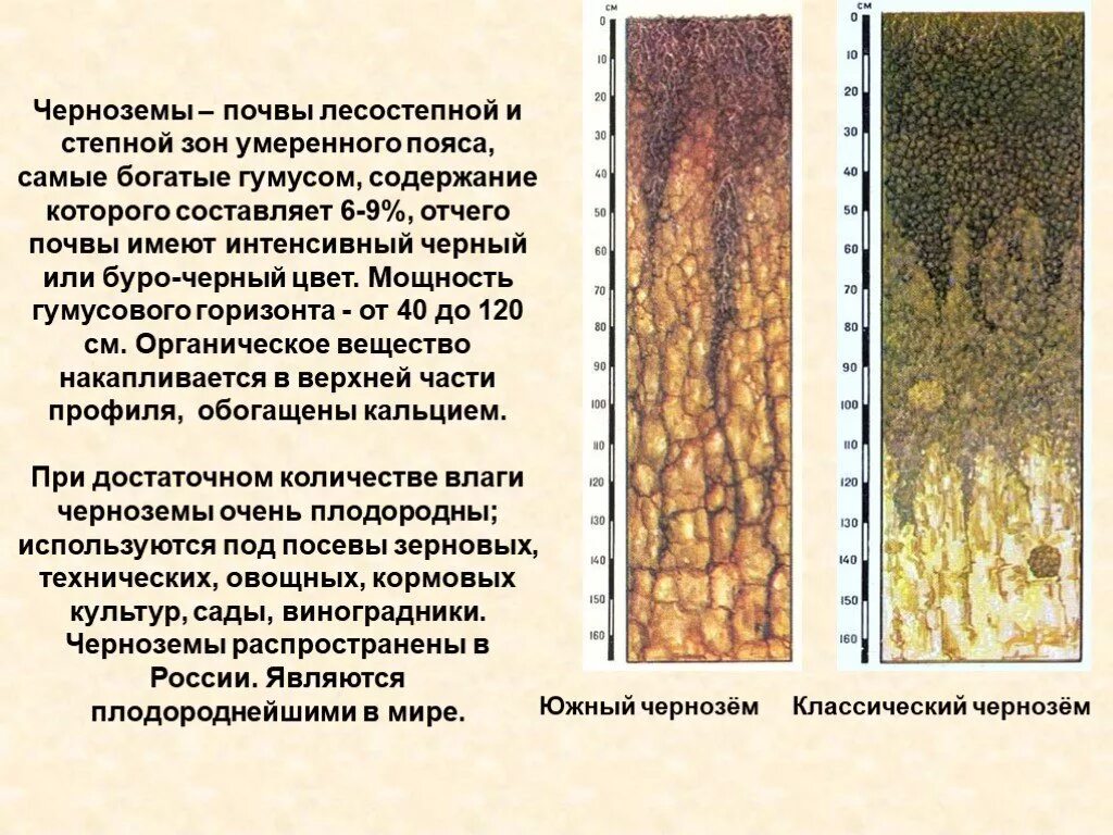 Самые богатые почвы. Почвенный профиль Каштановой почвы. Черноземные почвы Степной и лесостепной зоны России. Почвенный Горизонт лесостепной почвы. Краткая характеристика черноземной почвы.