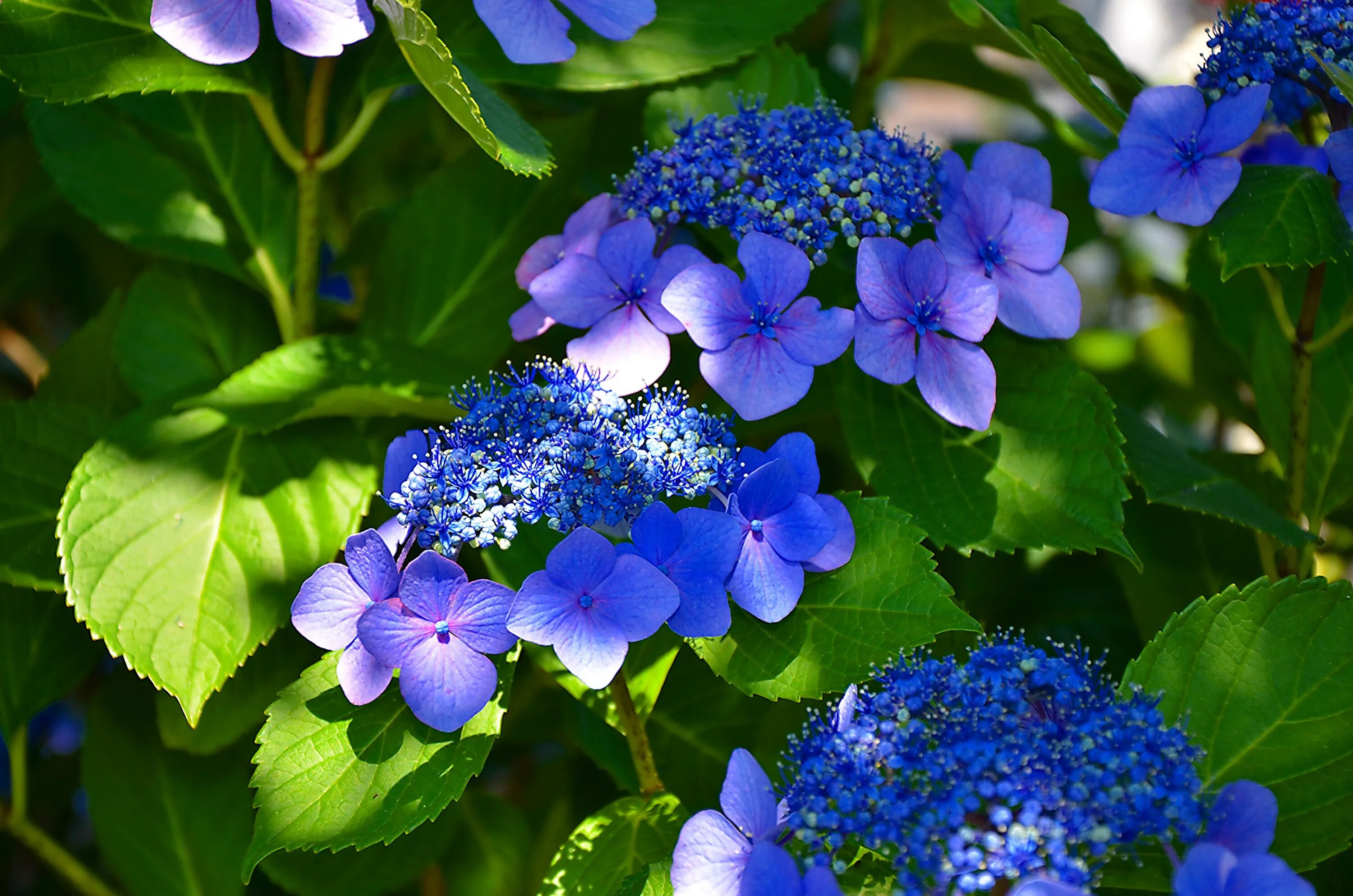 Let s blue. Let s blue